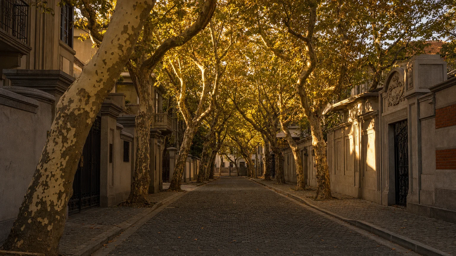 A plane-tree-lined lane in the former French Concession at golden hour